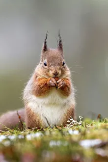 Whisker Prints: Red squirrel (Sciurus vulgaris) feeding in heather and grass