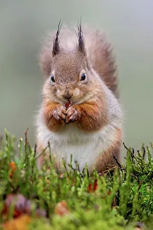 Whisker Prints: Red squirrel (Sciurus vulgaris) feeding in heather and grass