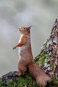 Animal Theme Prints: Red squirrel (Sciurus vulgaris) standing at tree base