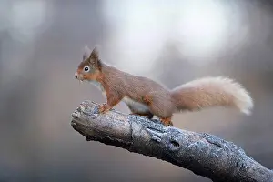 Orientation Prints: Red squirrel sitting on branch, Scotland