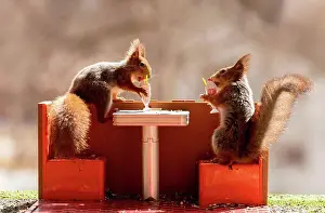 Coffee Shop Prints: Red squirrels eating eating ice cream in a restaurant