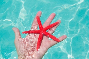 Wavy Prints: Red starfish in human hand floating in turquoise tropical beach