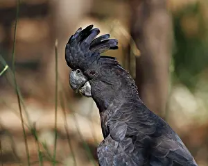 Australasia Prints: Red-tailed Black-cockatoo (Calyptorhynchus banksii) adult male