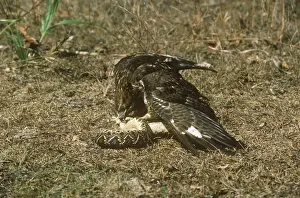 Prey Prints: Red-Tailed Hawk Killing Diamondback Rattlesnake prey