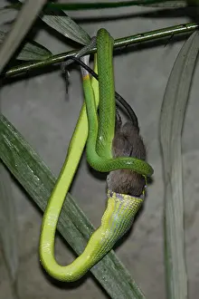Chordate Prints: Red-tailed Racer Snake (Gonyosoma oxycephalum) eating rat (Rattus sp)