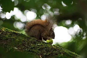Caribbean Prints: Red-tailed Squirrel (Sciurus granatensis) adult