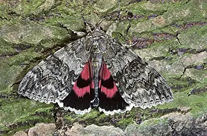 Benelux Prints: Red Underwing (Catocala nupta) moth on tree bark, Belgium, Europe