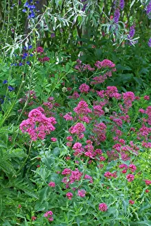 Plant Combination Prints: Red valerian (Centranthus ruber) in bloom in a garden