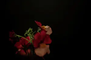 Floral Prints: RED AND WHITE FLOWERS UP CLOSE