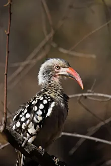 Vertical Photograph Prints: Redbilled Hornbill. (Tockus erythorhynchus) Dikhololo