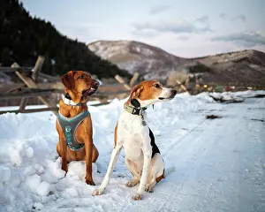 Hound Prints: Redbone Coonhound Mix and American Foxhound Sitting in Snow