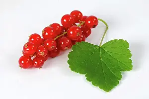 Red Coloured Prints: Redcurrants (Ribes rubrum) Rovada