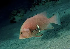 Underwater Prints: Redmouth grouper (Aethaloperca rogaa)