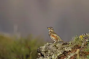 Race Prints: Redwing (Turdus iliacus coburni) adult