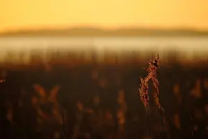 Reeds Prints: Reed, Achterwasser, Loddin, Usedom, Mecklenburg-Western Pomerania, Germany