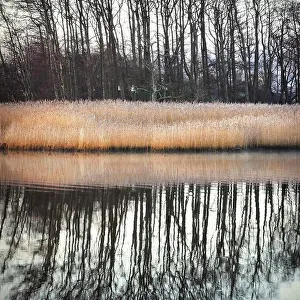 Calm Prints: Reeds at lake