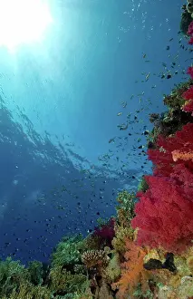 Undersea Prints: Reef, The Alternatives