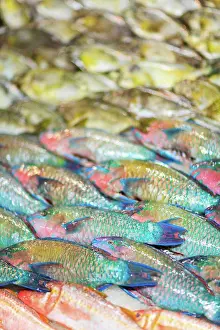Tahiti Prints: Reef fish: juvenile snappers, Papeete Public Market