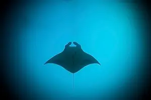 Southern Asia Prints: Reef Manta Ray, Manta alfredi, Ari Atoll, Indian Ocean, Maldives, Asia
