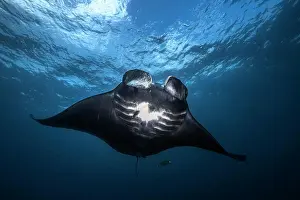 Blacks Prints: Reef manta ray (Mobula alfredi) black male, Raja Ampat, Indonesia