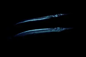 Sea Animal Prints: Reef needlefish (Strongylura incisa) with reflection, Gaafu Alifu Atoll, Maldives