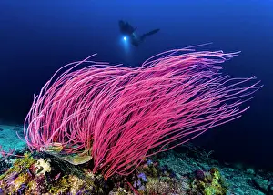 Biodiversity Prints: Reef scene with diver in Kimbe Bay, Papua New Guinea