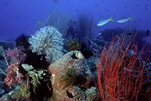 Soft Prints: Reef scene with Soft Coral Sea Whips Barrel Sponges