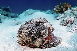 Dangerous Prints: Reef stonefish (Synanceia verrucosa)