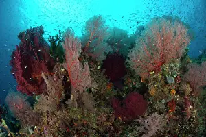 Biodiversity Prints: Reefscape in Raja Ampat covered in gorgonians, West Papua, Indonesia