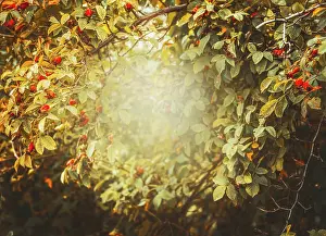 Herbst Prints: Referral, bush, rose hips, bushes
