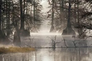 Peacefulness Prints: Reflection of cypress trees in a lake, Arkansas, USA