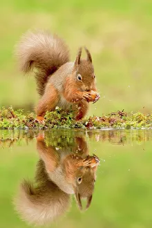 Animal Theme Prints: Reflection of Red squirrel (Sciurus vulgaris) with hazelnut