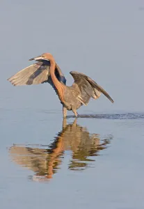 Spread Wings Prints: Reflection of Reddish egret (Egretta rufescens) in water