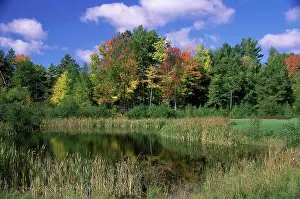 Non Urban Prints: Reflection of trees in water