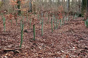 Hobbies Prints: Reforestation of a park with new seedlings after several storms in Duesseldorf