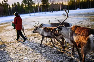Feed Prints: In the Reindeer farm of Tuula Airamo