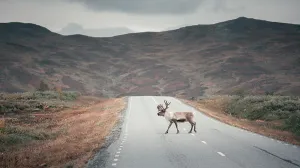 Reindeer Prints: Reindeer on the road of Wilderness Road in the countryside of Jämtland in autumn in Sweden
