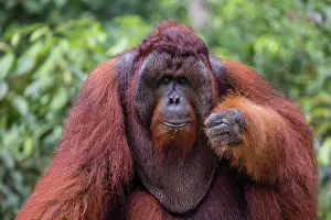 Camp Prints: Reintroduced flanged male orangutan (Pongo pygmaeus)
