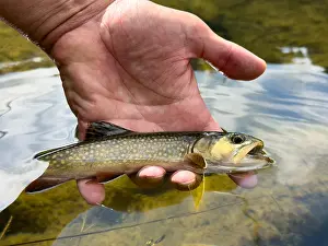 Fisherman Prints: Release of an Arctic char fly fishing at the San Giuliano lakes