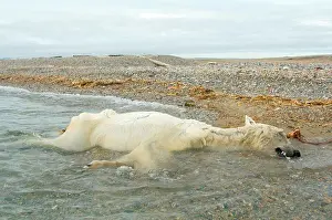 Nanook Prints: Remains of an emaciated adult polar bear (Ursus maritimus)