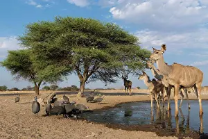 Traveldestination Prints: A remote camera image of Greater kudus (Tragelaphus strepsiceros)
