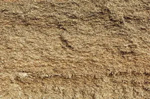 Breeding Prints: Reportage on a dairy cattle farm (Finistère, France). Cattle mix