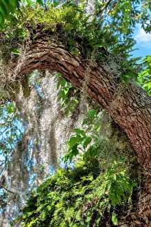 Fern Prints: Resurrection fern on a live oak tree