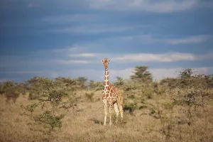 Chordate Prints: Reticulated giraffe, Kenya Kenya