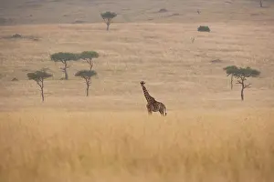 Animal Prints: Reticulated giraffe, Kenya Kenya