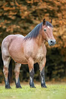 Rhenish-German Cold-Blood. Strawberry roan gelding standing on a pasture. Germany