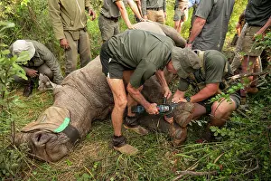 Large Group Of People Prints: Rhino Collaring Operation in Marataba Conservation Camp