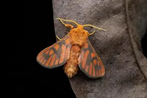East Africa Prints: Rhipidarctia moth (Rhipidarctia crameri), Mityana, Uganda
