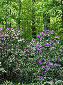 Rhododendron Prints: Rhododendrons growing in a forest