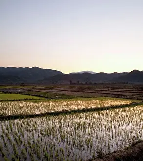 Farm Prints: Rice field at sunset, Myanmar